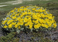 woolly-ragwort-ali